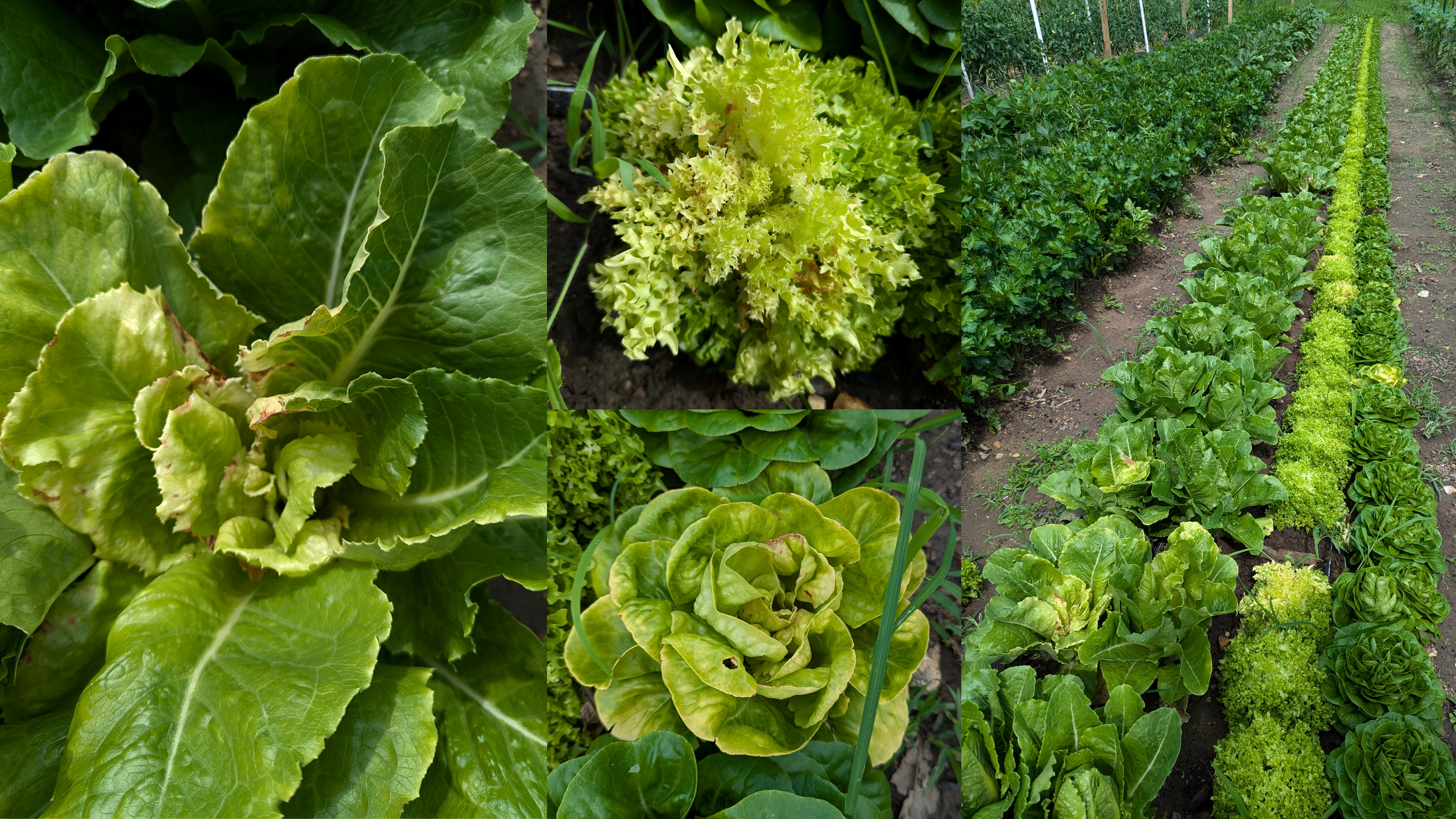 Yellows symptoms in lettuces.